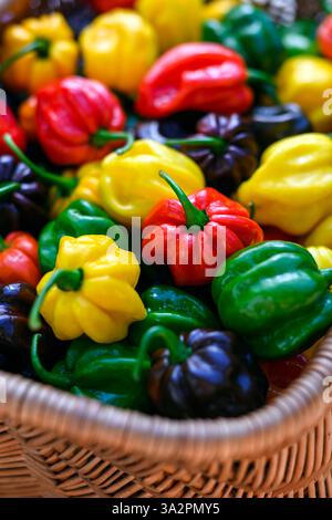 Poivrons habanero multicolores mûrs (capsicum chinense) dans un panier en osier gros plan. Poivrons mexicains très chauds Banque D'Images