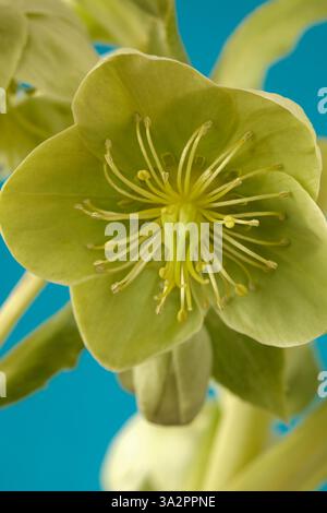 Helleborus argutifolius AGM Hellebore à feuilles de houx Hellebore Corse Hellebore March Banque D'Images