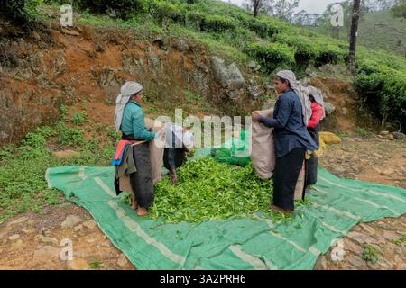 Cueilleurs de thé tamoul au sein de Catherine's Tea Estate, Pekoe Trail, Ella, Sri Lanka Banque D'Images