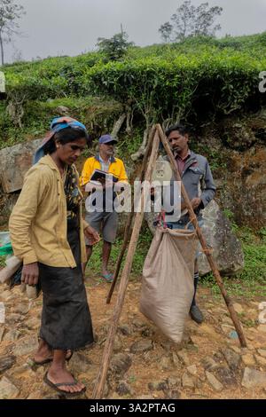 Cueilleurs de thé tamoul au sein de Catherine's Tea Estate, Pekoe Trail, Ella, Sri Lanka Banque D'Images
