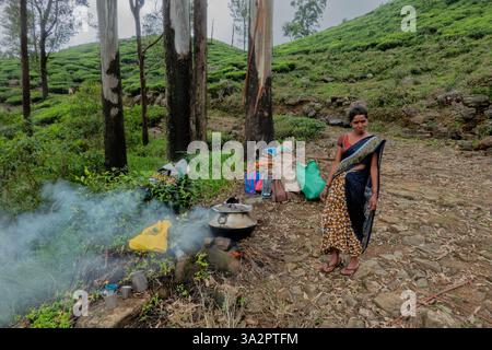 Tamil tea picker making tea, composé Catherine's Estate, Pekoe Trail, Ella, Sri Lanka Banque D'Images