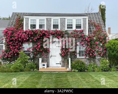Les roses rouges et roses fleurissent alors que l'accroche et grimpent les murs extérieurs d'une maison de vacances par une journée ensoleillée sur l'île Nantucket Banque D'Images