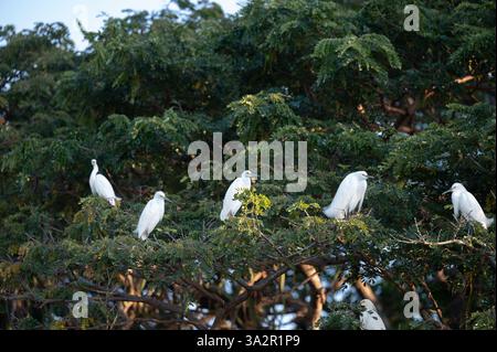 Plusieurs oiseaux blancs se reposent sur des branches d'épais arbres verts sous un ciel bleu clair en plein jour. Banque D'Images