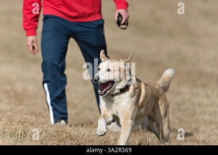 Chien heureux court sur le terrain avec son maître. Bouche ouverte et langue visible. Drôle de photo de chien. Espace de copie pour le placement du texte. Banque D'Images