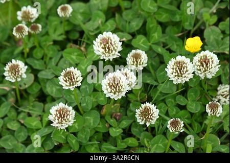 Fleurs blanches d'été de trèfle ou Trifolium repens UK juin Banque D'Images