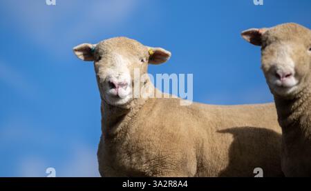Sondage des agneaux béliers Dorset. Les moutons Dorset sont une vieille race anglaise et peuvent se reproduire à tout moment de l'année. Lancashire, Royaume-Uni. Banque D'Images
