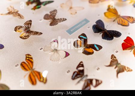 Spécimens de papillons American Museum Of Natural History New York City | NEW YORK CITY, États-Unis — Des spécimens de papillons montés sont exposés dans l’insectarium Susan et Peter J. Solomon Family de l’American Museum of Natural History. Les Lépidoptères soigneusement préservés et épinglés mettent en valeur la diversité des espèces de papillons, des motifs des ailes et des colorations du monde entier. Ces spécimens font partie de la vaste collection entomologique du musée, qui comprend plus de 20 millions de spécimens d’insectes et sert de ressource scientifique importante pour les chercheurs étudiant la biodiversité. Banque D'Images