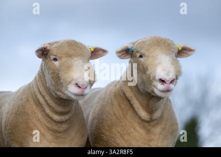 Sondage des agneaux béliers Dorset. Les moutons Dorset sont une vieille race anglaise et peuvent se reproduire à tout moment de l'année. Lancashire, Royaume-Uni. Banque D'Images
