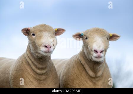 Sondage des agneaux béliers Dorset. Les moutons Dorset sont une vieille race anglaise et peuvent se reproduire à tout moment de l'année. Lancashire, Royaume-Uni. Banque D'Images