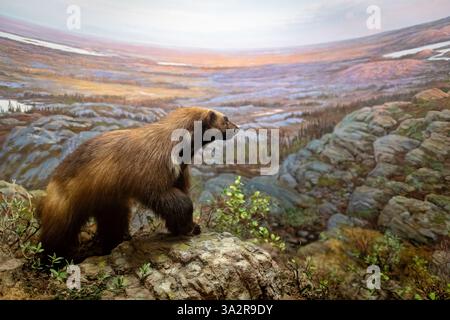 American Museum of Natural History Diorama de Wolverine New York // NEW YORK City, États-Unis — le diorama de Wolverine dans la salle des mammifères nord-américains du Musée américain d'histoire naturelle représente l'espèce dans son habitat naturel près du lac Ennadai, Nunavut, Canada. La scène montre un carcajou à 23h30 en juillet, illustrant comment le soleil d'été du nord se couche vers minuit dans cette région éloignée. Cette exposition scientifiquement exacte met en valeur le carcajou (Gulo gulo) dans les terres arides du Canada, mettant en valeur son adaptation aux climats froids et sa réputation d’infatigable Banque D'Images