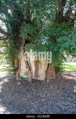 Arbre de 4 000 ans Yew Taxus baccata rempli de béton dans la cour de l'église de Tisbury Banque D'Images