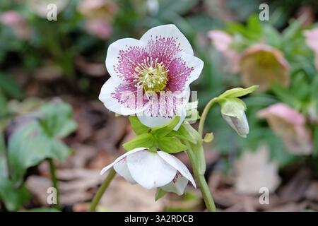 Helleborus orientalis pourpre et blanc moucheté, hellebore oriental, rose de Carême en fleur Banque D'Images