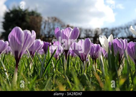 Crocus vernus «Pickwick» rayé violet et blanc en fleur Banque D'Images