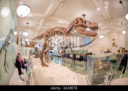 Squelette de Tyrannosaurus Rex Museum of Natural History New York // NEW YORK, États-Unis — le squelette authentique de Tyrannosaurus rex (spécimen AMNH 5027) est exposé dans l'aile David H. Koch Dinosaur du Musée américain d'histoire naturelle. Ce spécimen historiquement important, recueilli en 1908 à Big Dry Creek, Montana, par B. Brown et P.C. Kaisen, a été le premier squelette de T. rex jamais exposé publiquement. Entre 1992 et 1994, le fossile vieux de 65 millions d'années a été complètement repréparé et remonté dans une nouvelle pose, plus scientifiquement précise, le distinguant des autres Banque D'Images