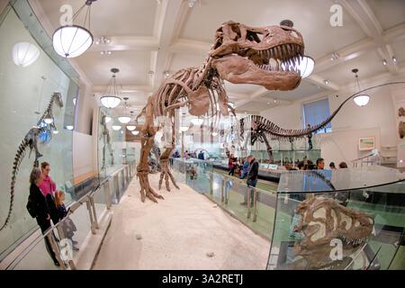 Squelette de Tyrannosaurus Rex Museum of Natural History New York // NEW YORK, États-Unis — le squelette authentique de Tyrannosaurus rex (spécimen AMNH 5027) est exposé dans l'aile David H. Koch Dinosaur du Musée américain d'histoire naturelle. Ce spécimen historiquement important, recueilli en 1908 à Big Dry Creek, Montana, par B. Brown et P.C. Kaisen, a été le premier squelette de T. rex jamais exposé publiquement. Entre 1992 et 1994, le fossile vieux de 65 millions d'années a été complètement repréparé et remonté dans une nouvelle pose, plus scientifiquement précise, le distinguant des autres Banque D'Images