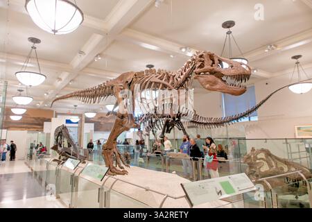 Squelette Tyrannosaurus Rex AMNH 5027 New York // NEW YORK, États-Unis — le squelette authentique Tyrannosaurus rex (spécimen AMNH 5027) est exposé dans l'aile David H. Koch Dinosaur du Musée américain d'histoire naturelle. Ce spécimen historiquement important, recueilli en 1908 à Big Dry Creek, Montana, par B. Brown et P.C. Kaisen, a été le premier squelette de T. rex jamais exposé publiquement. Entre 1992 et 1994, le fossile vieux de 65 millions d'années a été complètement repréparé et remonté dans une nouvelle pose, plus scientifiquement précise, le distinguant des nombreuses répliques moulées présentées par i. Banque D'Images