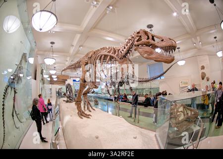Squelette de Tyrannosaurus Rex Museum American Natural History New York // NEW YORK, États-Unis — le squelette authentique de Tyrannosaurus rex (spécimen AMNH 5027) est exposé dans l'aile David H. Koch Dinosaur du Musée américain d'histoire naturelle. Ce spécimen historiquement important, recueilli en 1908 à Big Dry Creek, Montana, par B. Brown et P.C. Kaisen, a été le premier squelette de T. rex jamais exposé publiquement. Entre 1992 et 1994, le fossile vieux de 65 millions d'années a été complètement repréparé et remonté dans une nouvelle pose, plus scientifiquement précise, le distinguant des nombreux cas Banque D'Images