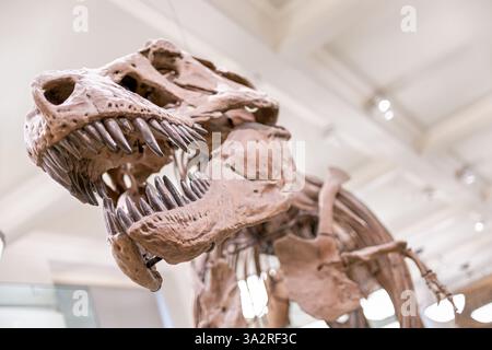 Squelette de Tyrannosaurus Rex Museum of Natural History New York // NEW YORK, États-Unis — le squelette authentique de Tyrannosaurus rex (spécimen AMNH 5027) est exposé dans l'aile David H. Koch Dinosaur du Musée américain d'histoire naturelle. Ce spécimen historiquement important, recueilli en 1908 à Big Dry Creek, Montana, par B. Brown et P.C. Kaisen, a été le premier squelette de T. rex jamais exposé publiquement. Entre 1992 et 1994, le fossile vieux de 65 millions d'années a été complètement repréparé et remonté dans une nouvelle pose, plus scientifiquement précise, le distinguant des autres Banque D'Images