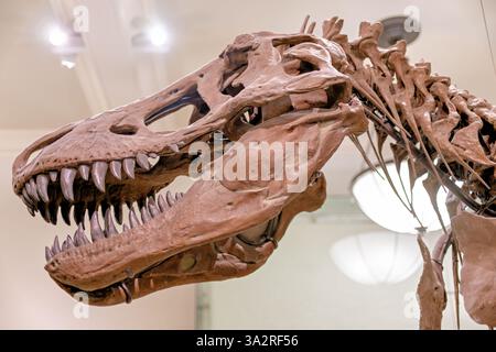 Squelette Tyrannosaurus Rex AMNH 5027 New York // NEW YORK, États-Unis — le squelette authentique Tyrannosaurus rex (spécimen AMNH 5027) est exposé dans l'aile David H. Koch Dinosaur du Musée américain d'histoire naturelle. Ce spécimen historiquement important, recueilli en 1908 à Big Dry Creek, Montana, par B. Brown et P.C. Kaisen, a été le premier squelette de T. rex jamais exposé publiquement. Entre 1992 et 1994, le fossile vieux de 65 millions d'années a été complètement repréparé et remonté dans une nouvelle pose, plus scientifiquement précise, le distinguant des nombreuses répliques moulées présentées par i. Banque D'Images