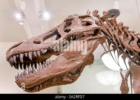 Squelette de Tyrannosaurus Rex Museum of Natural History New York // NEW YORK, États-Unis — le squelette authentique de Tyrannosaurus rex (spécimen AMNH 5027) est exposé dans l'aile David H. Koch Dinosaur du Musée américain d'histoire naturelle. Ce spécimen historiquement important, recueilli en 1908 à Big Dry Creek, Montana, par B. Brown et P.C. Kaisen, a été le premier squelette de T. rex jamais exposé publiquement. Entre 1992 et 1994, le fossile vieux de 65 millions d'années a été complètement repréparé et remonté dans une nouvelle pose, plus scientifiquement précise, le distinguant des autres Banque D'Images