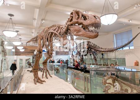 Squelette de Tyrannosaurus Rex Museum American Natural History New York // NEW YORK, États-Unis — le squelette authentique de Tyrannosaurus rex (spécimen AMNH 5027) est exposé dans l'aile David H. Koch Dinosaur du Musée américain d'histoire naturelle. Ce spécimen historiquement important, recueilli en 1908 à Big Dry Creek, Montana, par B. Brown et P.C. Kaisen, a été le premier squelette de T. rex jamais exposé publiquement. Entre 1992 et 1994, le fossile vieux de 65 millions d'années a été complètement repréparé et remonté dans une nouvelle pose, plus scientifiquement précise, le distinguant des nombreux cas Banque D'Images