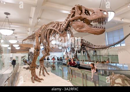 Squelette de Tyrannosaurus Rex Museum of Natural History New York // NEW YORK, États-Unis — le squelette authentique de Tyrannosaurus rex (spécimen AMNH 5027) est exposé dans l'aile David H. Koch Dinosaur du Musée américain d'histoire naturelle. Ce spécimen historiquement important, recueilli en 1908 à Big Dry Creek, Montana, par B. Brown et P.C. Kaisen, a été le premier squelette de T. rex jamais exposé publiquement. Entre 1992 et 1994, le fossile vieux de 65 millions d'années a été complètement repréparé et remonté dans une nouvelle pose, plus scientifiquement précise, le distinguant des autres Banque D'Images