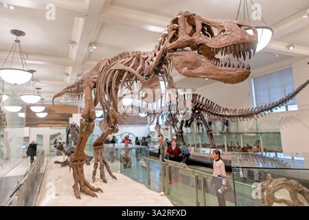 Squelette de Tyrannosaurus Rex Museum American Natural History New York // NEW YORK, États-Unis — le squelette authentique de Tyrannosaurus rex (spécimen AMNH 5027) est exposé dans l'aile David H. Koch Dinosaur du Musée américain d'histoire naturelle. Ce spécimen historiquement important, recueilli en 1908 à Big Dry Creek, Montana, par B. Brown et P.C. Kaisen, a été le premier squelette de T. rex jamais exposé publiquement. Entre 1992 et 1994, le fossile vieux de 65 millions d'années a été complètement repréparé et remonté dans une nouvelle pose, plus scientifiquement précise, le distinguant des nombreux cas Banque D'Images