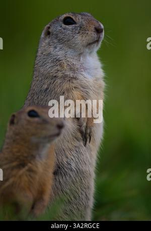 Tête de la meute Un écureuil de sol vigilant se tient debout, avec un autre compagnon légèrement déconcentré à côté Banque D'Images