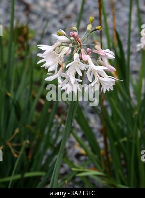 Société ail 'pallida', Tulbaghia violacea 'pallida', Amaryllidaceae. SYN. Tulbaghia violacea var. pallida. Afrique du Sud. Banque D'Images