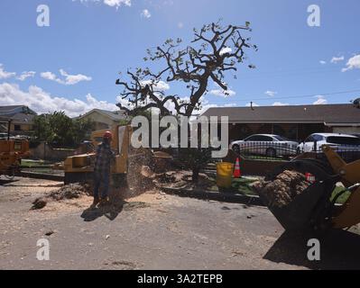 Pico Rivera, États-Unis. 13 mars 2025. Un travailleur enlève les débris après une tornade à Pico Rivera, Los Angeles, Californie, États-Unis, le 13 mars, 2025. le National Weather Service (NWS) des États-Unis a confirmé qu'une tornade a ravagé le comté de Los Angeles, en Californie du Sud, jeudi matin. La tornade a causé des dommages extérieurs aux maisons et aux voitures, et a brisé plusieurs arbres, a déclaré NWS. Crédit : Qiu Chen/Xinhua/Alamy Live News Banque D'Images