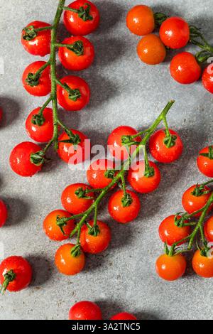 Tomates cerises rouges crues biologiques sur la vigne Banque D'Images