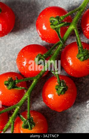 Tomates cerises rouges crues biologiques sur la vigne Banque D'Images