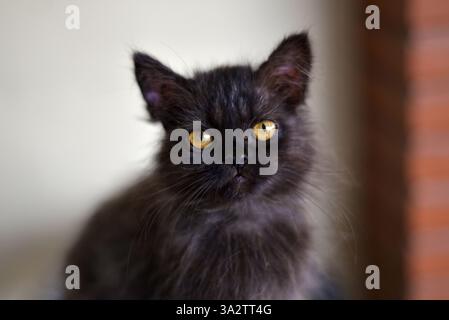 Mystique Black Cat - le charme mystérieux de l'animal de compagnie à fourrure Banque D'Images