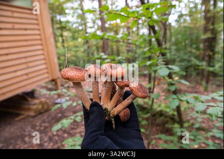 Tenant Armillaria mellea, communément appelé champignon du miel dans la main. Cueillette des champignons. Banque D'Images