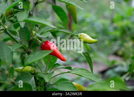 poivre amer sur le buisson Banque D'Images