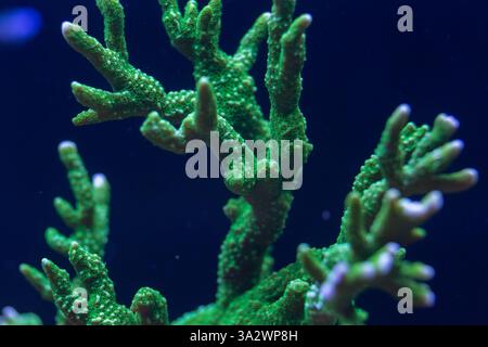 Gros plan d'un corail vert éclatant avec des textures détaillées et une structure ramifiée, illuminé sous la lumière bleue dans un plan macro sous-marin. Banque D'Images