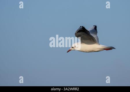 Goéland à tête noire (Chroicocephalus ridibundus) en vol avec un fond de ciel bleu le Goéland adulte à tête noire a une tête brune en été et un whi Banque D'Images