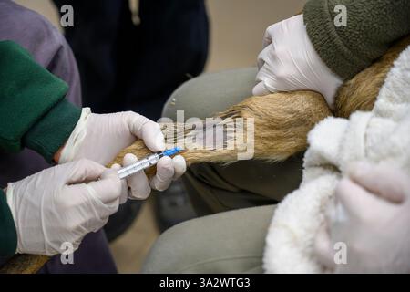 Gazelle de montagne (Gazella gazella) faon en cours de traitement photographié à l'Hôpital israélien de la faune, Ramat Gan, Israël Banque D'Images