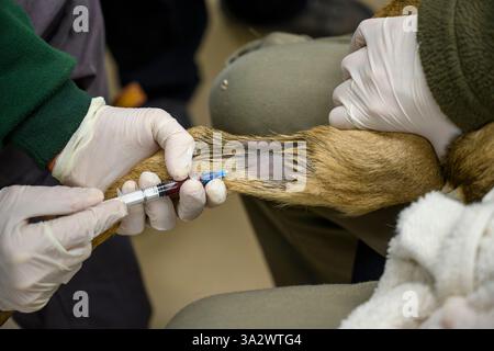 Gazelle de montagne (Gazella gazella) faon en cours de traitement photographié à l'Hôpital israélien de la faune, Ramat Gan, Israël Banque D'Images