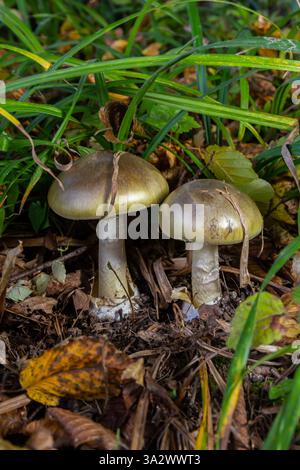 Les champignons Amanita phalloides poussent parmi les feuilles mortes et l'herbe dans un habitat forestier, mettant en valeur leur forme et leur couleur distinctes dans un cadre naturel. Banque D'Images