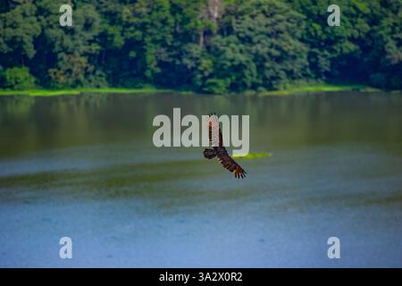 Vautours de Turquie (Cathartes aura) planant au-dessus du canal de Panama son vautours vit dans toute l'Amérique du Nord et du Sud, et se nourrit principalement de charoie. Dépenses informatiques Banque D'Images