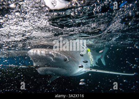 Des chercheurs examinent et étiquettent un requin de sable (Carcharhinus plumbeus) dans la mer Méditerranée. Ces dernières années, ce requin est devenu plus com Banque D'Images