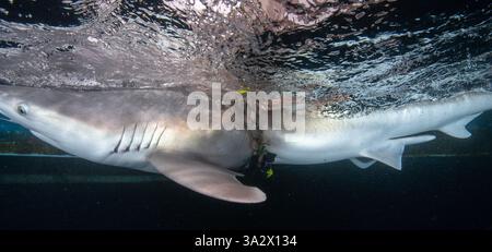 Des chercheurs examinent et étiquettent un requin de sable (Carcharhinus plumbeus) dans la mer Méditerranée. Ces dernières années, ce requin est devenu plus com Banque D'Images