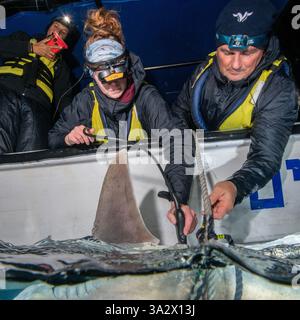 Des chercheurs examinent et étiquettent un requin de sable (Carcharhinus plumbeus) dans la mer Méditerranée. Ces dernières années, ce requin est devenu plus com Banque D'Images