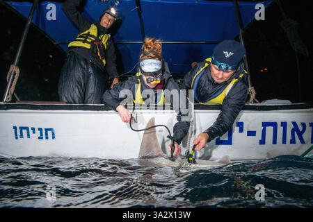 Des chercheurs examinent et étiquettent un requin de sable (Carcharhinus plumbeus) dans la mer Méditerranée. Ces dernières années, ce requin est devenu plus com Banque D'Images