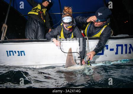 Des chercheurs examinent et étiquettent un requin de sable (Carcharhinus plumbeus) dans la mer Méditerranée. Ces dernières années, ce requin est devenu plus com Banque D'Images