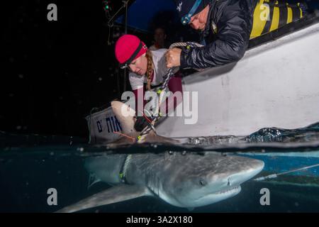 Des chercheurs examinent et étiquettent un requin de sable (Carcharhinus plumbeus) dans la mer Méditerranée. Ces dernières années, ce requin est devenu plus com Banque D'Images
