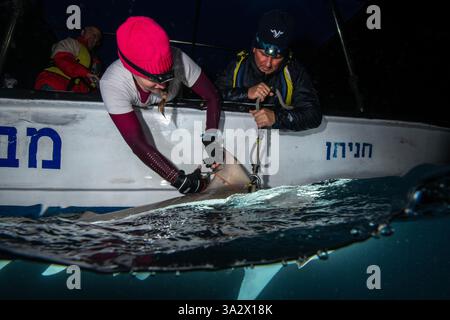 Des chercheurs examinent et étiquettent un requin de sable (Carcharhinus plumbeus) dans la mer Méditerranée. Ces dernières années, ce requin est devenu plus com Banque D'Images