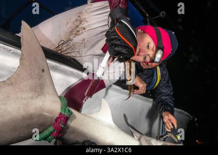 Des chercheurs examinent et étiquettent un requin de sable (Carcharhinus plumbeus) dans la mer Méditerranée. Ces dernières années, ce requin est devenu plus com Banque D'Images