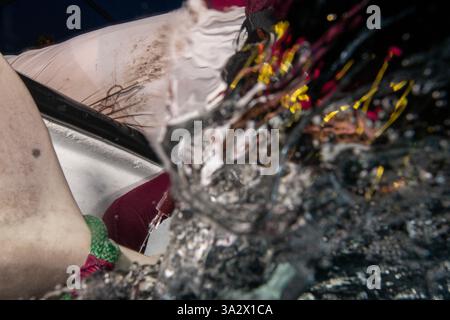 Des chercheurs examinent et étiquettent un requin de sable (Carcharhinus plumbeus) dans la mer Méditerranée. Ces dernières années, ce requin est devenu plus com Banque D'Images